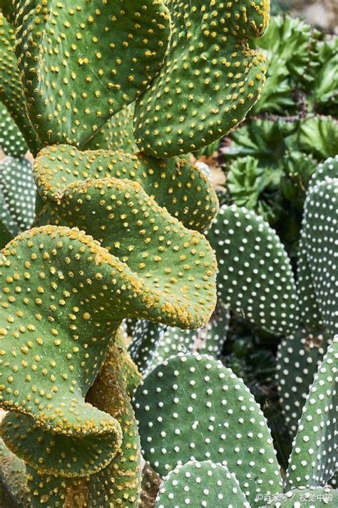 養仙人掌的好處|養仙人掌的好處：讓你的家充滿生機與健康 – 植物盆栽綠寶典